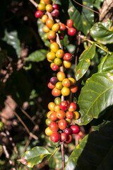 Café do Brazil plantação regional planta de cafe