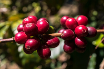Fruta madura Café do Brazil plantação regional 