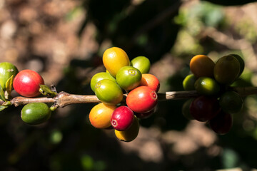 Café do Brazil plantação regional 