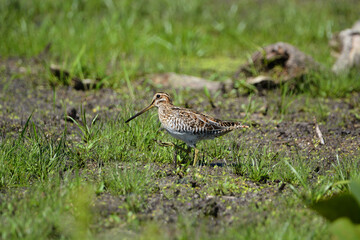 Wilson's Snipe in marsh