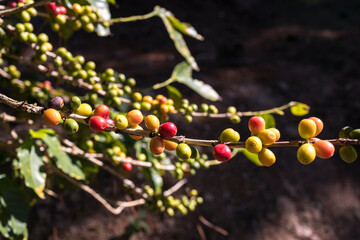 Café do Brazil plantação regional  grão