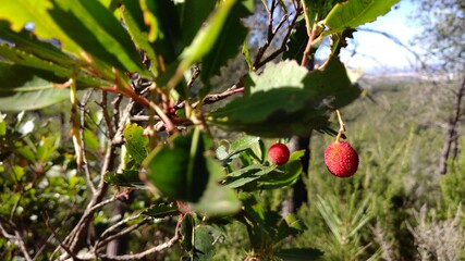 wild strawberry on a tree