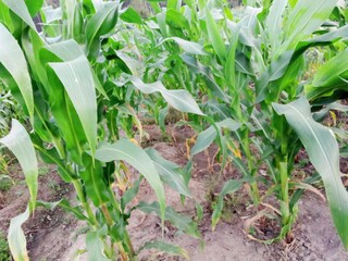 agriculture, plant, maize, green, maize leaves