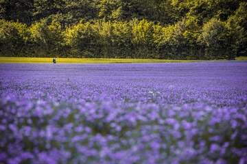 Flowers during the summer