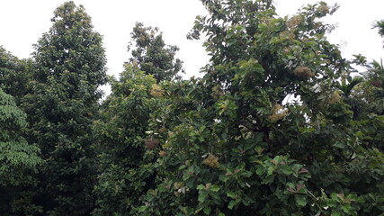 These photos are from the middle east of Kerala region. Its from the gods own country natural photos. These photos denotes the agricultural aspects for the country. It mentioned the powerful cultural 