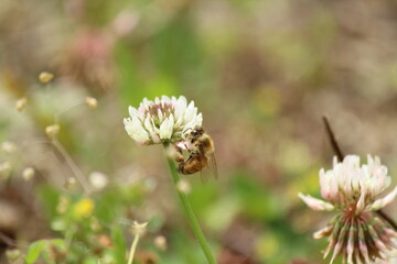 ミツバチとクローバー