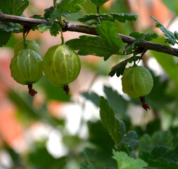 gooseberries on a tree