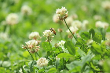 ミツバチとクローバー