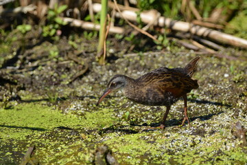 Virginia Rail bird