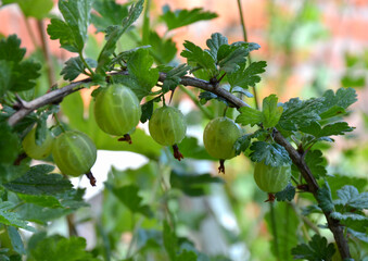 green gooseberries on a branch