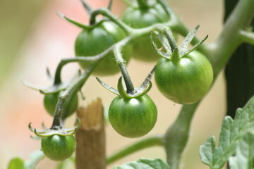 ミニトマト成長中