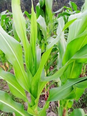 Obraz premium Maize, green leaves, maize plant, nature, maize crop, green, vegetables, corn