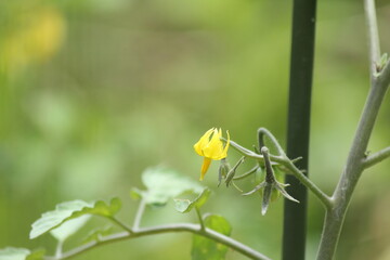 ミニトマト成長中