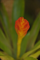 Naklejka premium The flower of a bromeliad.
