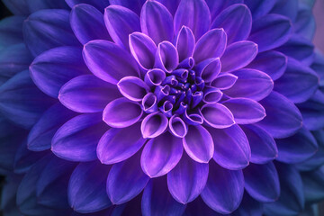 Plakat Lilac and purple dahlia petals macro, floral abstract background. Close up of flower dahlia for background, Soft focus