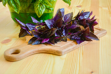 Fresh bunch of purple basil, raw green, harvest from garden, healthy vegetarian food concept, isolated on wooden table