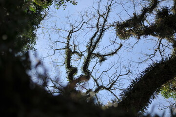 Abstract designs formed by the top of a tree.