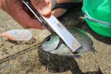 田舎で魚釣り