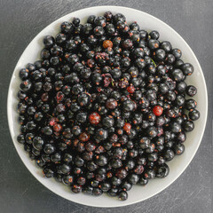 Wet black currant in whiet plate. Square format.