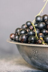 Beautiful background with wet blackcurrant berries in metal bowl