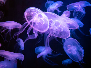 Abstract natural of purple jelly fish floating on blue sea background. Aquatic animal.
