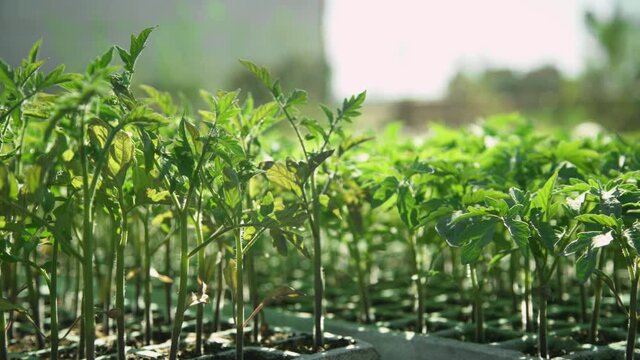 Huerto Verde, Verduras y frutas 