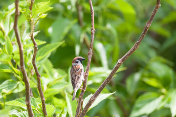 スズメ　雀　すずめ　Tree Sparrow　Eurasian Tree Sparrow