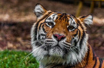 Sumatran tiger looking curiously at something 