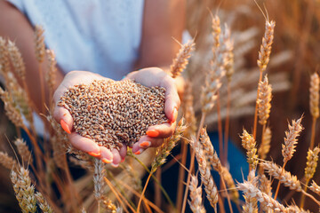 Woman hands full of ripe wheat seeds in cereal field ready for the harvest.