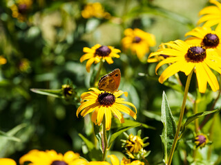 (Pyronia tithonus) Rotbraune Ochsenauge oder Braungerändertes Ochsenauge mit hell rotbraun Vorderflügel und Graubraun Hinterflügel auf der Unterseite mit kleine weiße Flecken