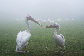 ペリカンの親子の絆