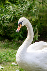 adult Swan on the city pond