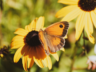 Pyronia tithonus, Rotbraune Ochsenauge oder Rostbraunes Ochsenauge sitzt auf einer Pflanze offene Flügel