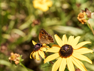 (Pyronia tithonus) Rotbraune Ochsenauge oder Braungerändertes Ochsenauge besuch zur Nektaraufnahme eine gelbe Rudbeckia-Blume