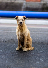 Obraz premium Portrait of an abandoned dog in the center of São Paulo.