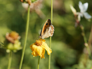 Pyronia tithonus, Rotbraune Ochsenauge oder Rostbraunes Ochsenauge - Sitzt Flügelunterseite auf einer Pflanze