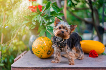 A dog of the Yorkshire Terrier breed stands against the background of a vegetable landscape with a...