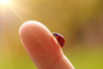 a ladybug on a finger in the sunshine