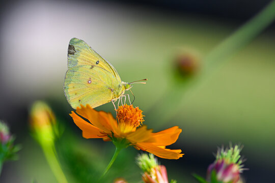Close up of Clouded yellow butterfly on orange flower