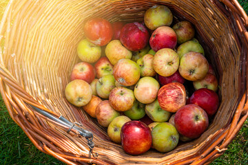 A wicker basket with apples stands on the grass
