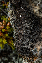 A piece of volcanic lava 