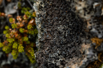A piece of volcanic lava 