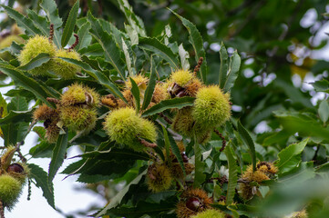 Castanea sativa ripening fruits in spiny cupules, edible hidden seed nuts hanging on tree branches, brown nuts