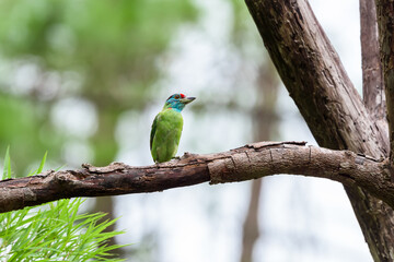 Blue-throated barbet bird (Megalaima asiatica) in deep forest, Thailand.