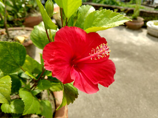 A small species of reddish Hibiscus flower at a roof top garden