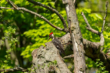 The pileated woodpecker sitting on a dry tree.