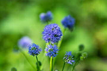 Gilia capitata blue beautiful flowering plant, blue-thimble-flowers in bloom, amazing wildflower