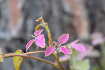 pink and white flowers