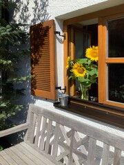 Wooden bench in front of window with shutters decorated with a bunch of sunflowers in a vintage Bavarian farm house