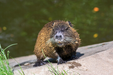 Myocastor coypus nutria large herbivorous semiaquatic rotent eating carrot